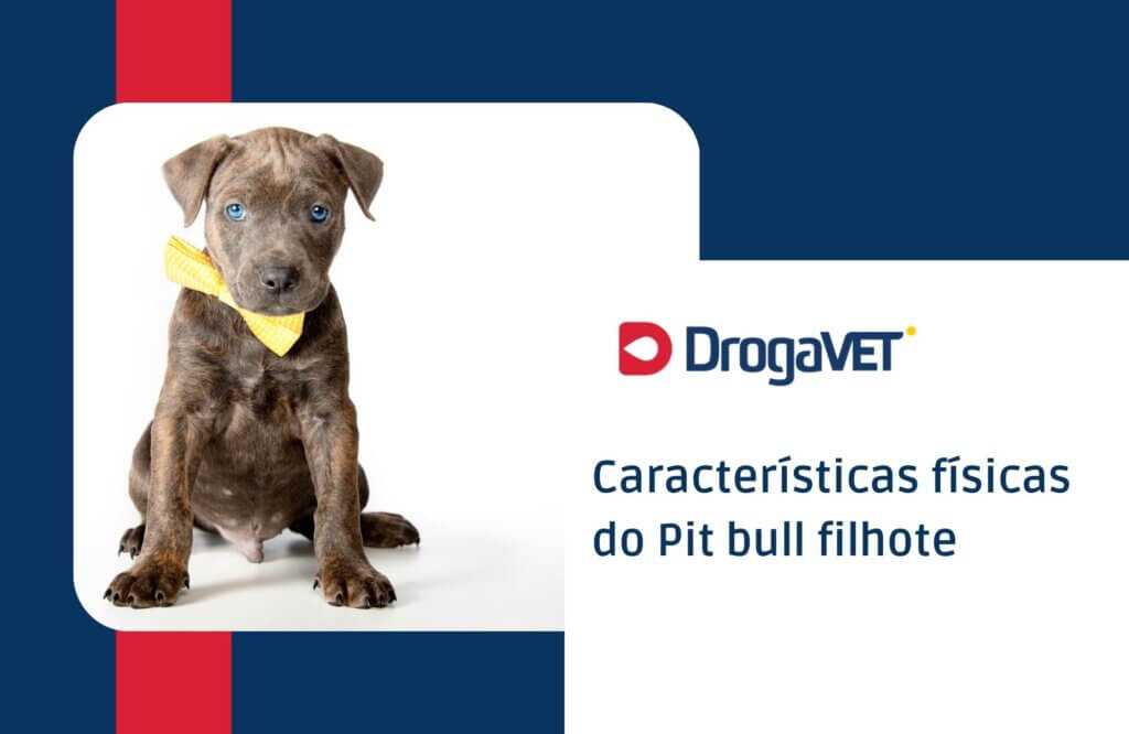Pit bull filhote: Tudo sobre o filhote desta raça Características físicas do Pit bull filhote