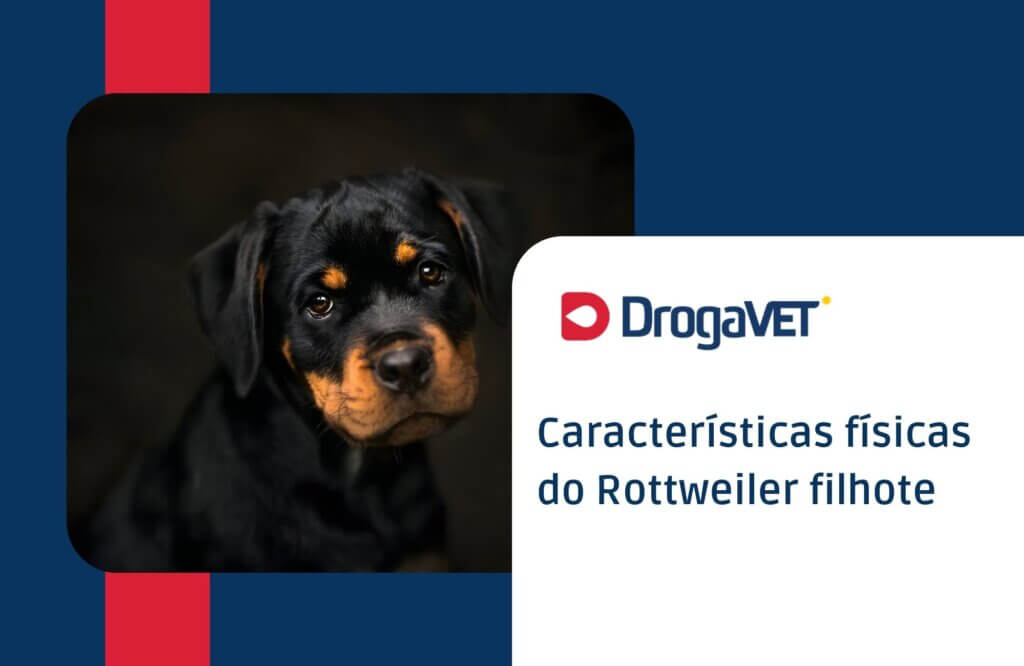 Características físicas do Rottweiler filhote