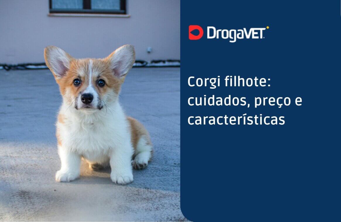 Corgi filhote cuidados, preço e características