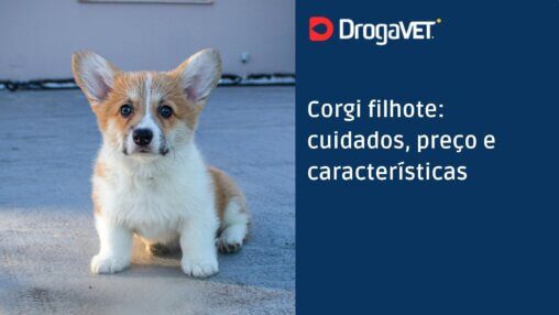 Corgi filhote cuidados, preço e características