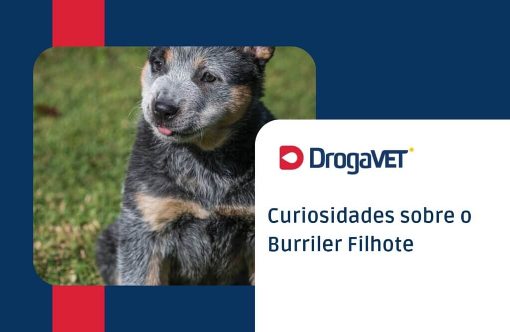 Dog alemão filhote: Tudo sobre o filhote desta raça Curiosidades sobre o Burriler Filhote