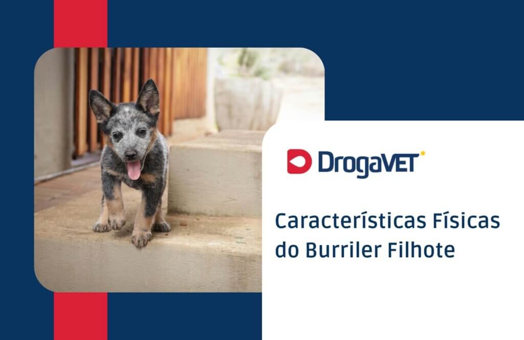 Dog alemão filhote: Tudo sobre o filhote desta raça Características Físicas do Burriler Filhote