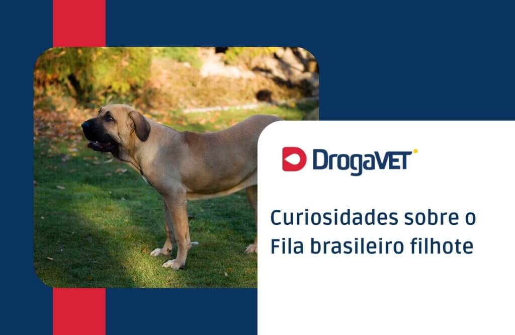 Curiosidades sobre o Fila brasileiro filhote