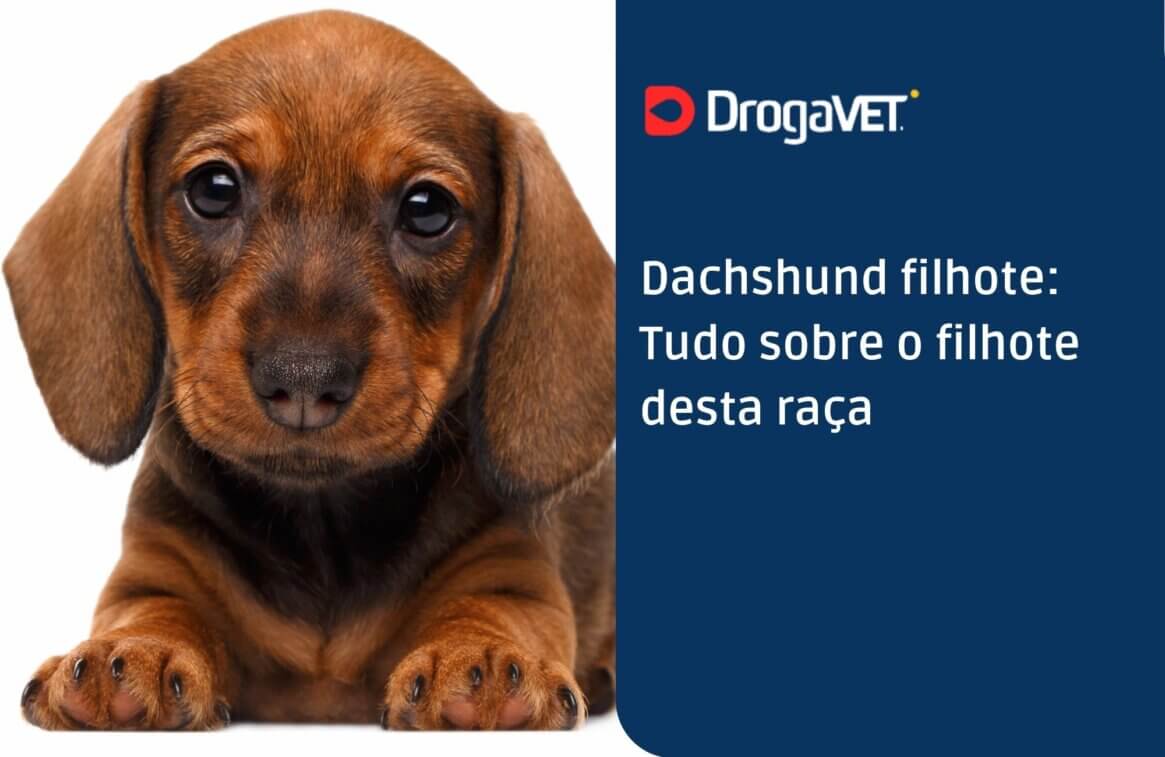Dachshund filhote Tudo sobre o filhote desta raça
