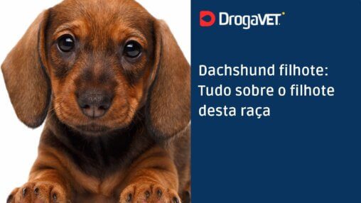 Dachshund filhote Tudo sobre o filhote desta raça
