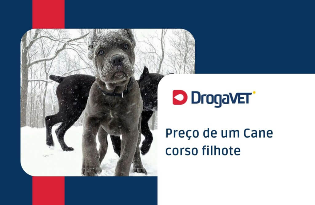 Cane corso filhote: Tudo sobre o filhote desta raça Preço de um Cane corso filhote