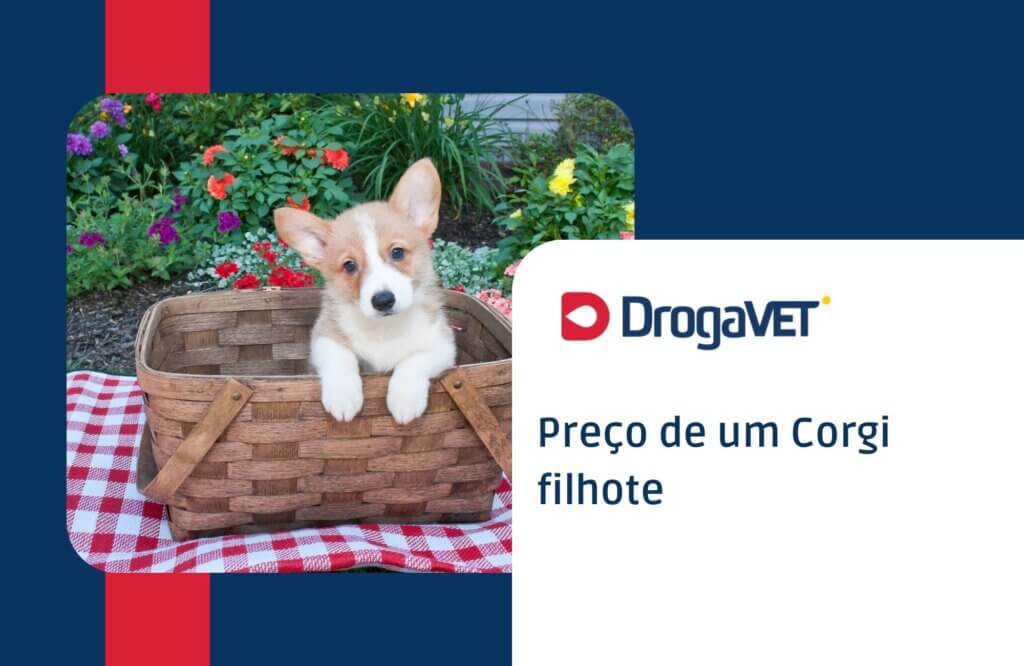 preço de um corgi filhote