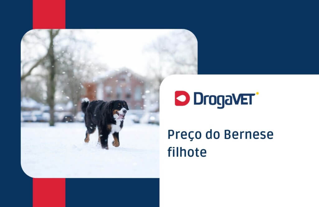Preço do Bernese filhote