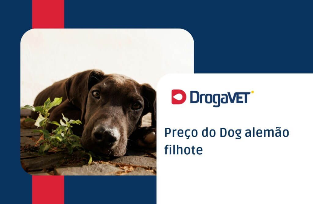 Preço do Dog alemão filhote