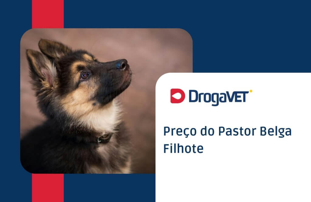 Pastor belga filhote: Tudo sobre o filhote desta raça Preço do Pastor Belga Filhote
