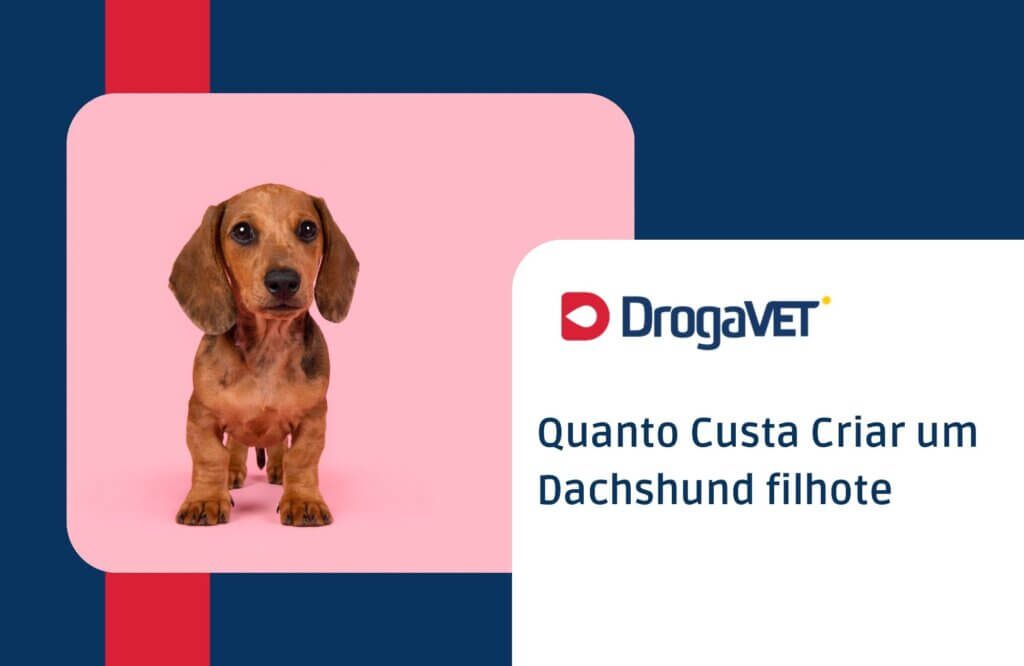 Dachshund filhote: Tudo sobre o filhote desta raça Quanto Custa Criar um Dachshund filhote