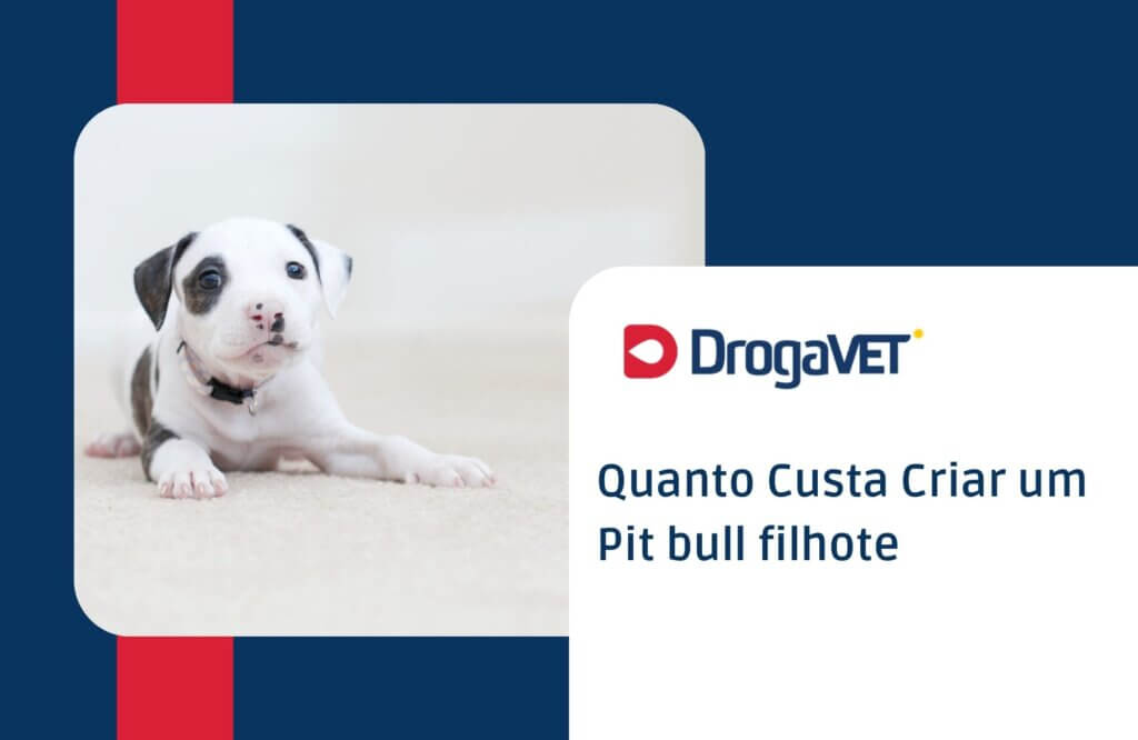 Pit bull filhote: Tudo sobre o filhote desta raça Quanto Custa Criar um Pit bull filhote