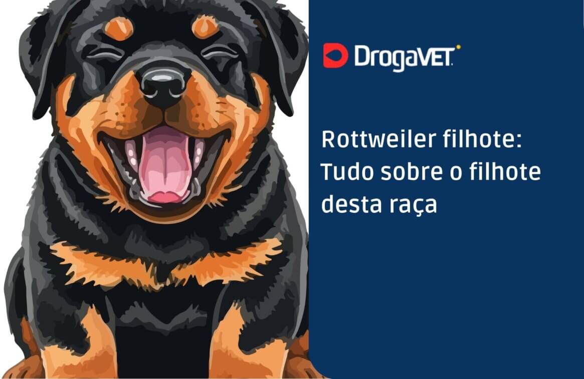 Rottweiler filhote Tudo sobre o filhote desta raça