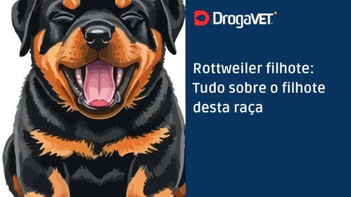 Rottweiler filhote Tudo sobre o filhote desta raça