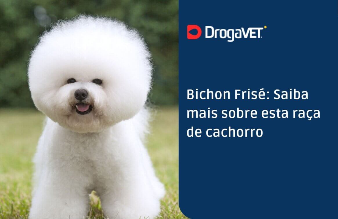 Bichon Frisé Saiba mais sobre esta raça de cachorro