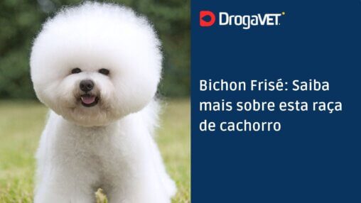 Bichon Frisé Saiba mais sobre esta raça de cachorro