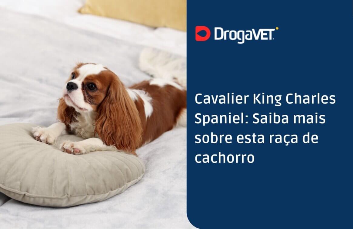 Cavalier King Charles Spaniel Saiba mais sobre esta raça de cachorro