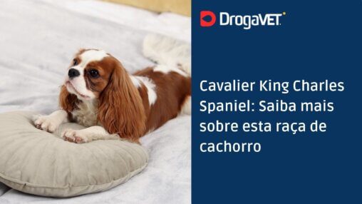 Cavalier King Charles Spaniel Saiba mais sobre esta raça de cachorro