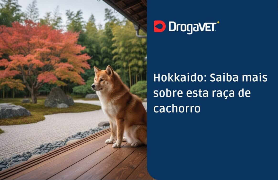 Hokkaido Saiba mais sobre esta raça de cachorro