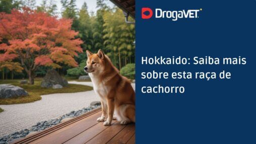 Hokkaido Saiba mais sobre esta raça de cachorro