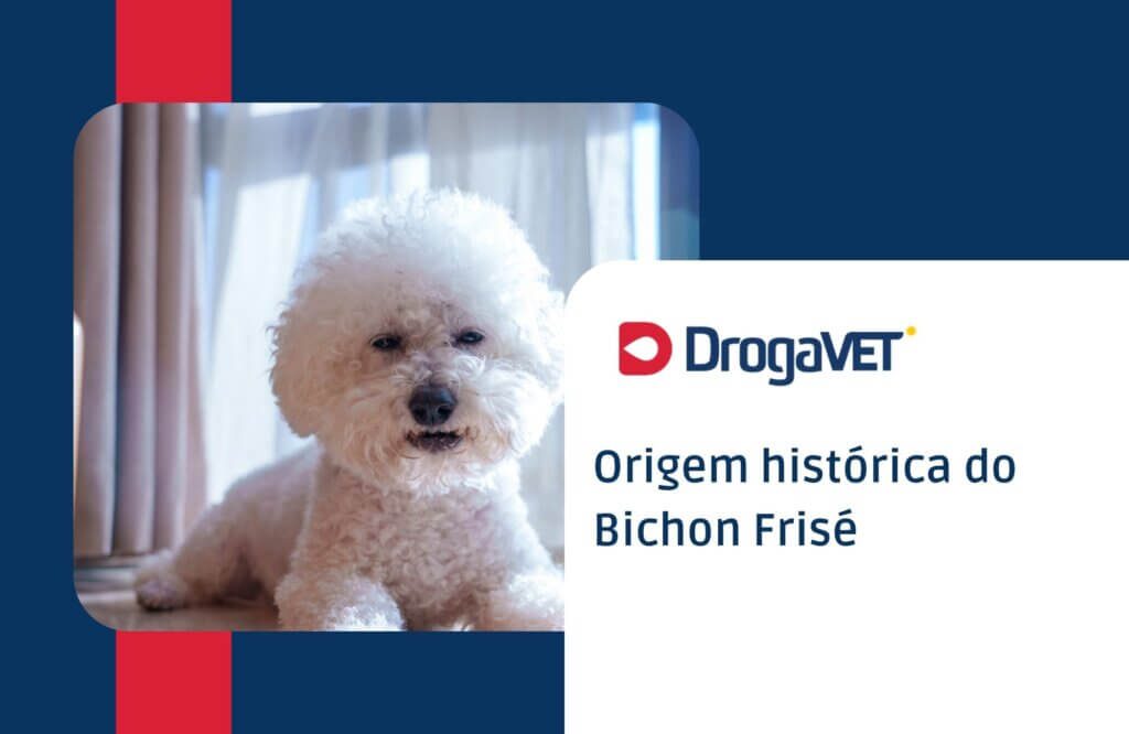 Bichon Frisé: Saiba mais sobre esta raça de cachorro Origem histórica do Bichon Frisé