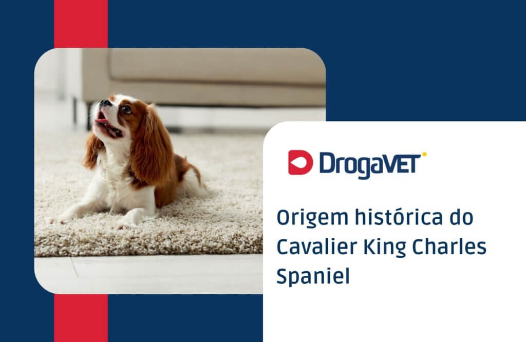Cavalier King Charles Spaniel: Saiba mais sobre esta raça de cachorro Origem histórica do Cavalier King Charles Spaniel