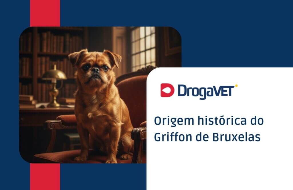 Griffon de Bruxelas: Saiba mais sobre esta raça de cachorro Origem histórica do Griffon de Bruxelas