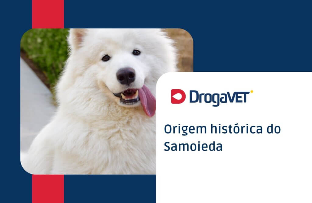 Samoieda: Saiba mais sobre esta raça de cachorro Origem histórica do Samoieda