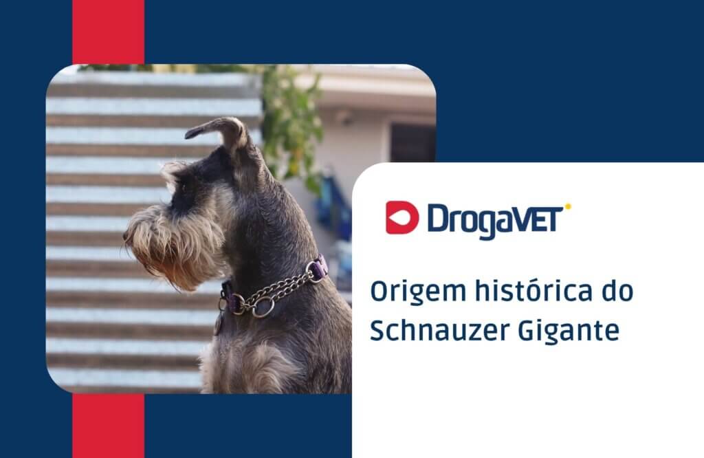 Schnauzer Gigante: Saiba mais sobre esta raça de cachorro Origem histórica do Schnauzer Gigante