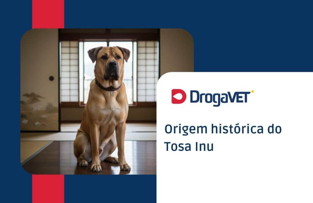 Tosa Inu: Saiba mais sobre esta raça de cachorro Origem histórica do Tosa Inu