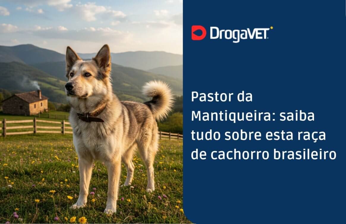 Pastor da Mantiqueira saiba tudo sobre esta raça de cachorro brasileiro