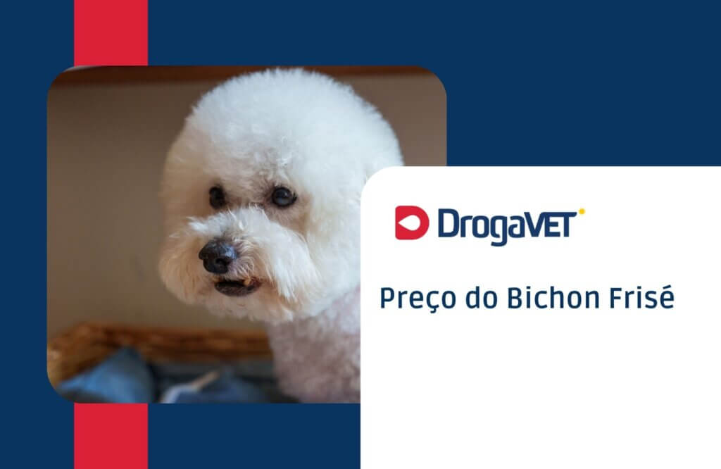 Bichon Frisé: Saiba mais sobre esta raça de cachorro Preço do Bichon Frisé