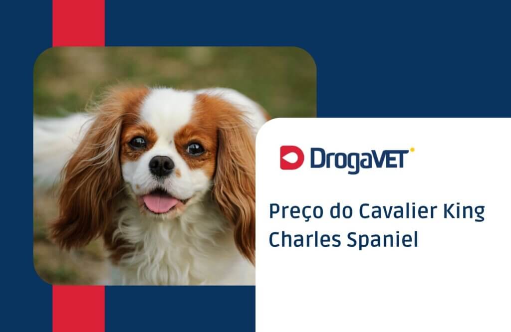 Cavalier King Charles Spaniel: Saiba mais sobre esta raça de cachorro Preço do Cavalier King Charles Spaniel