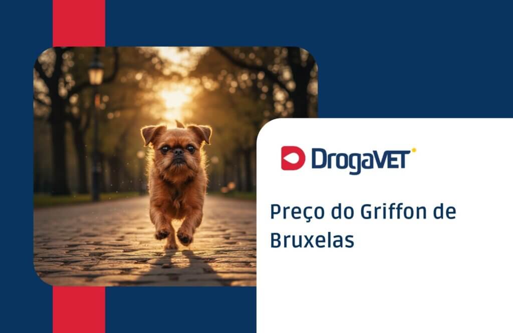 Griffon de Bruxelas: Saiba mais sobre esta raça de cachorro Preço do Griffon de Bruxelas