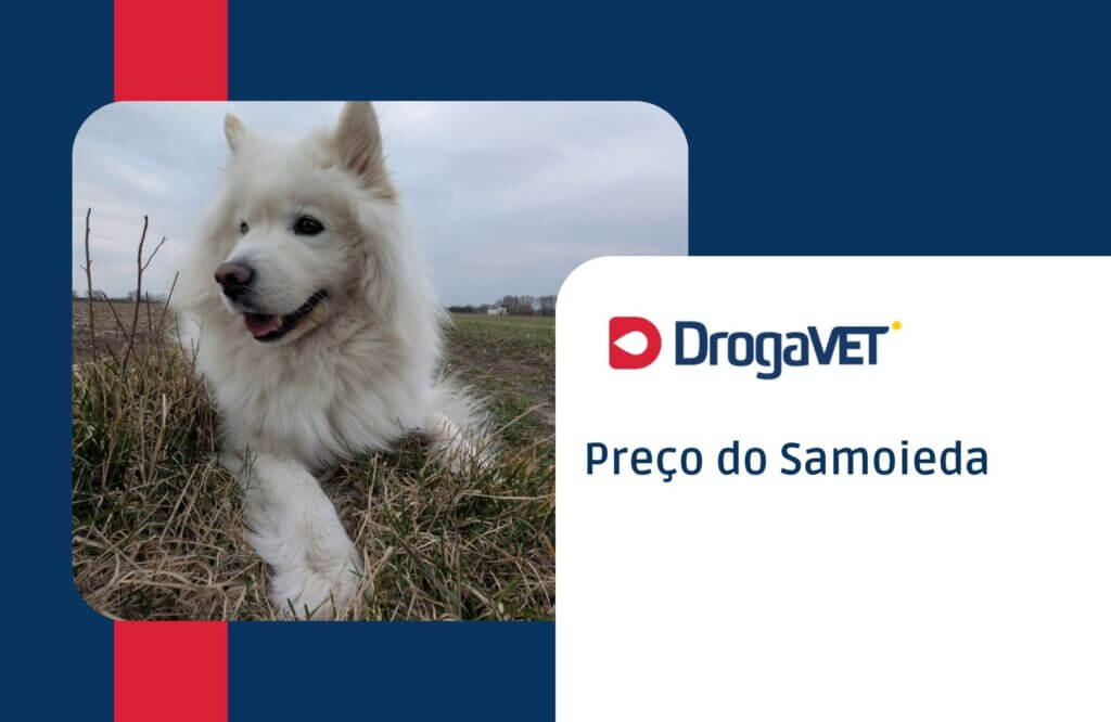 Samoieda: Saiba mais sobre esta raça de cachorro Preço do Samoieda