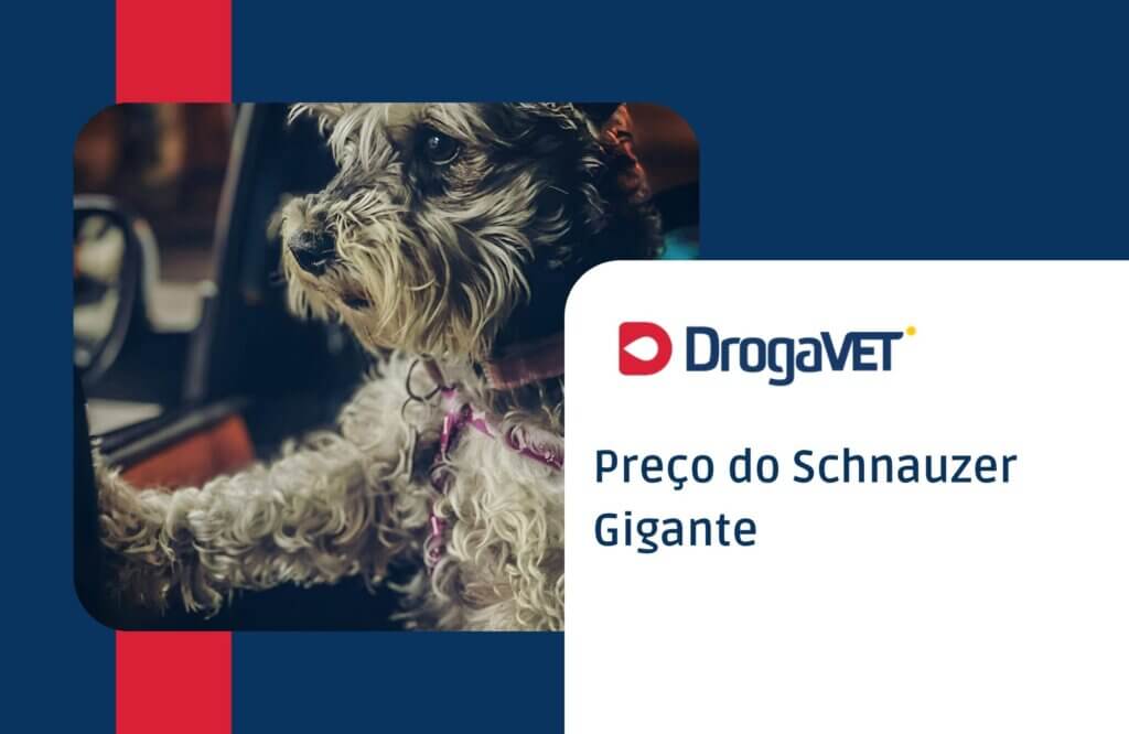 Schnauzer Gigante: Saiba mais sobre esta raça de cachorro Preço do Schnauzer Gigante