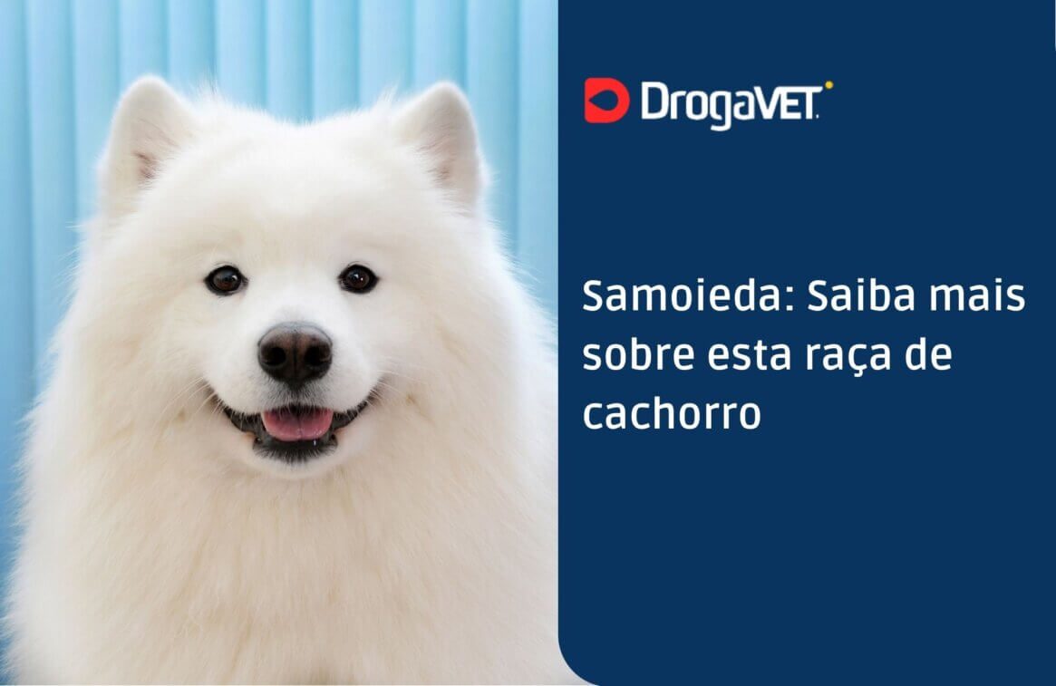 Samoieda Saiba mais sobre esta raça de cachorro