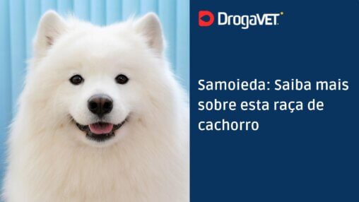 Samoieda Saiba mais sobre esta raça de cachorro