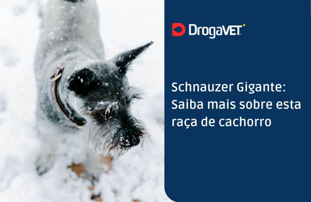 Schnauzer Gigante: Saiba mais sobre esta raça de cachorro Schnauzer Gigante Saiba mais sobre esta raça de cachorro