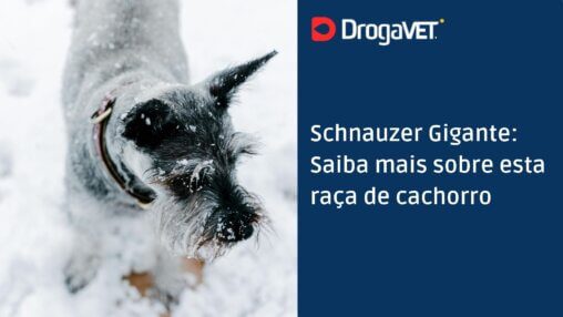 Schnauzer Gigante Saiba mais sobre esta raça de cachorro