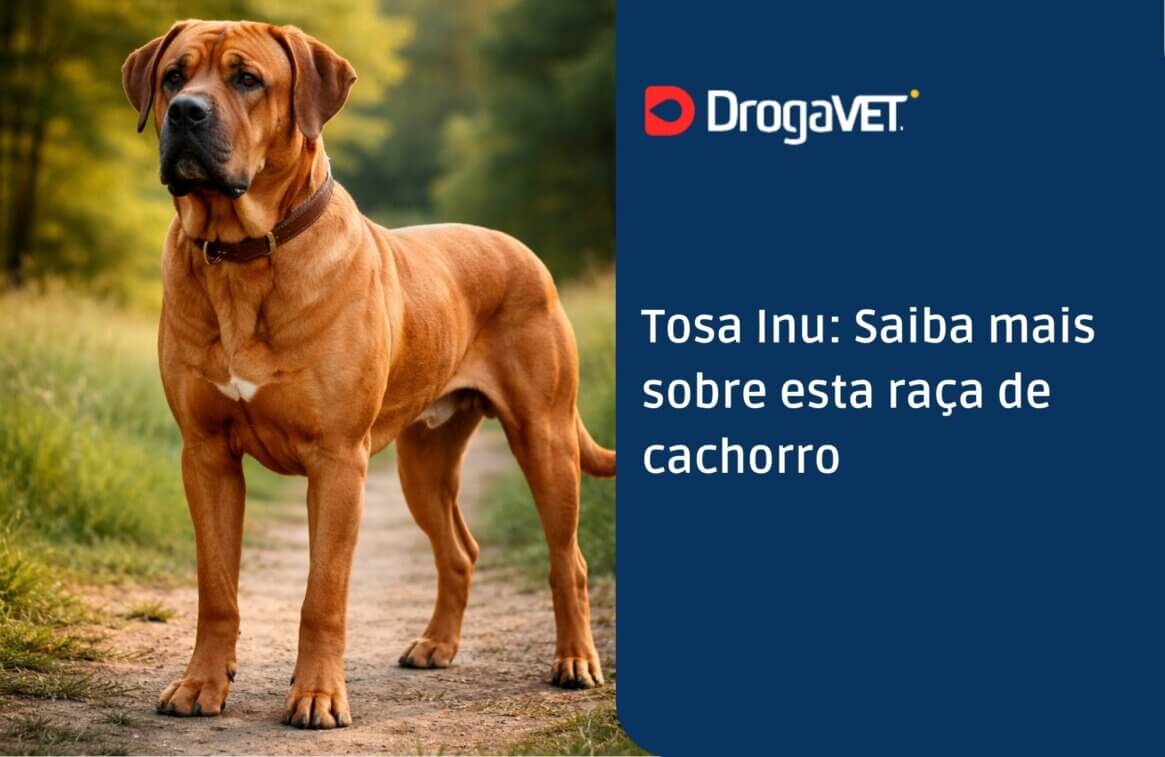 Tosa Inu Saiba mais sobre esta raça de cachorro