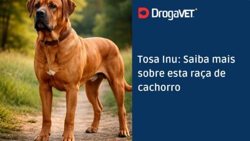 Tosa Inu Saiba mais sobre esta raça de cachorro