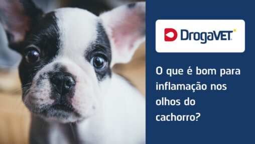 O que é bom para inflamação nos olhos do cachorro?