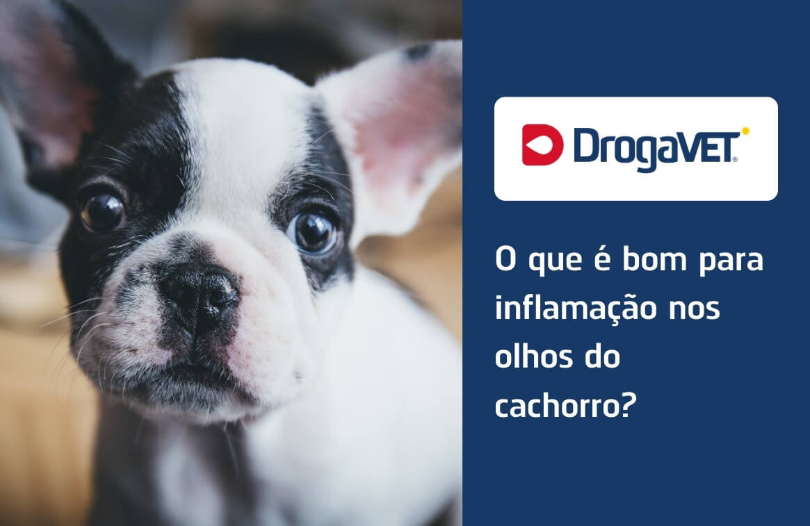 O que é bom para inflamação nos olhos do cachorro?