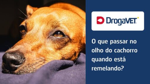 O que passar no olho do cachorro quando está remelando?