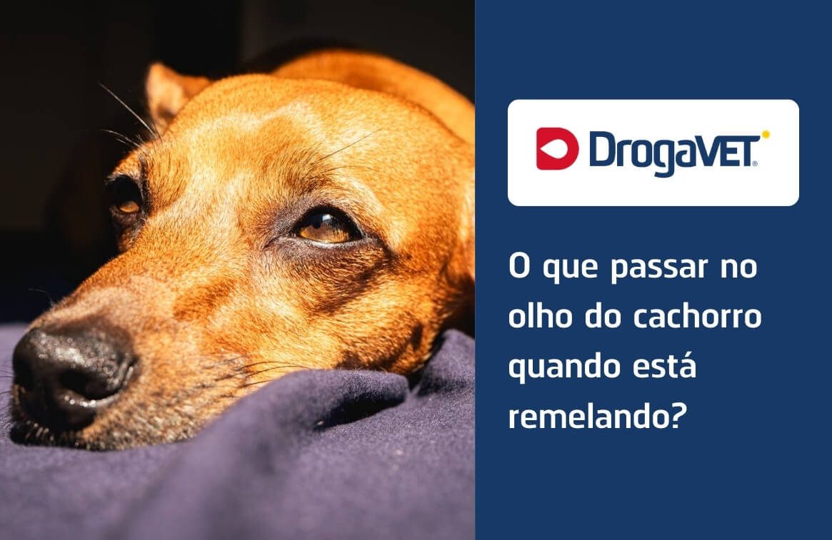 O que passar no olho do cachorro quando está remelando?