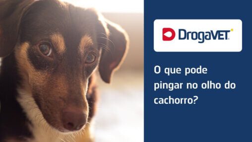 O que pode pingar no olho do cachorro?