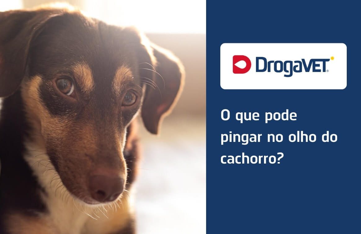 O que pode pingar no olho do cachorro?