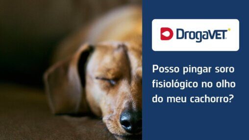 Posso pingar soro fisiológico no olho do meu cachorro?