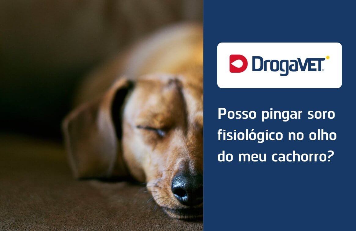 Posso pingar soro fisiológico no olho do meu cachorro?